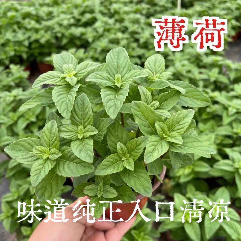 清凉土薄荷盆栽可食用正宗薄荷苗口感清凉蚊虫叮咬止痒中华土薄荷