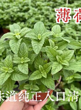 清凉土薄荷室内阳台好养观赏食用