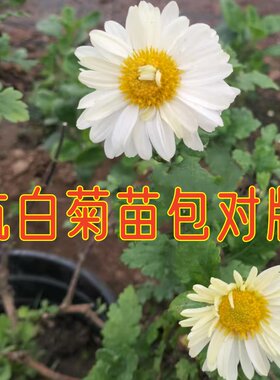 杭白菊盆栽阳台庭院耐寒耐热好养