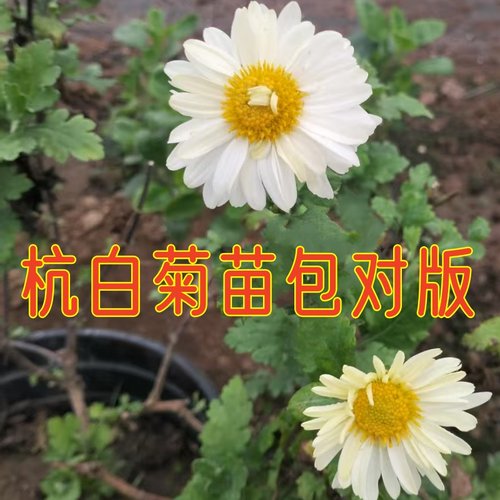 杭白菊盆栽阳台庭院耐寒耐热好养