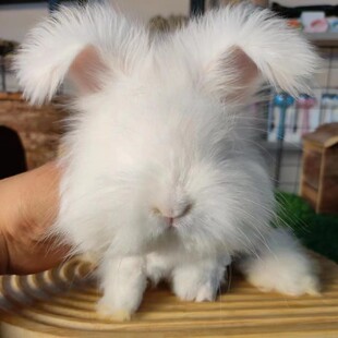 双血彩色德英系熊脸碎斑安哥兔拉兔子活体宠物长毛道奇盖脸猫猫兔