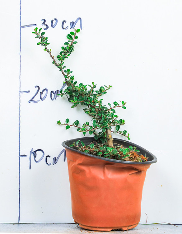 珍珠荀子 小叶珍珠荀子 素材苗新手练手苗 造型盆景室内观赏开