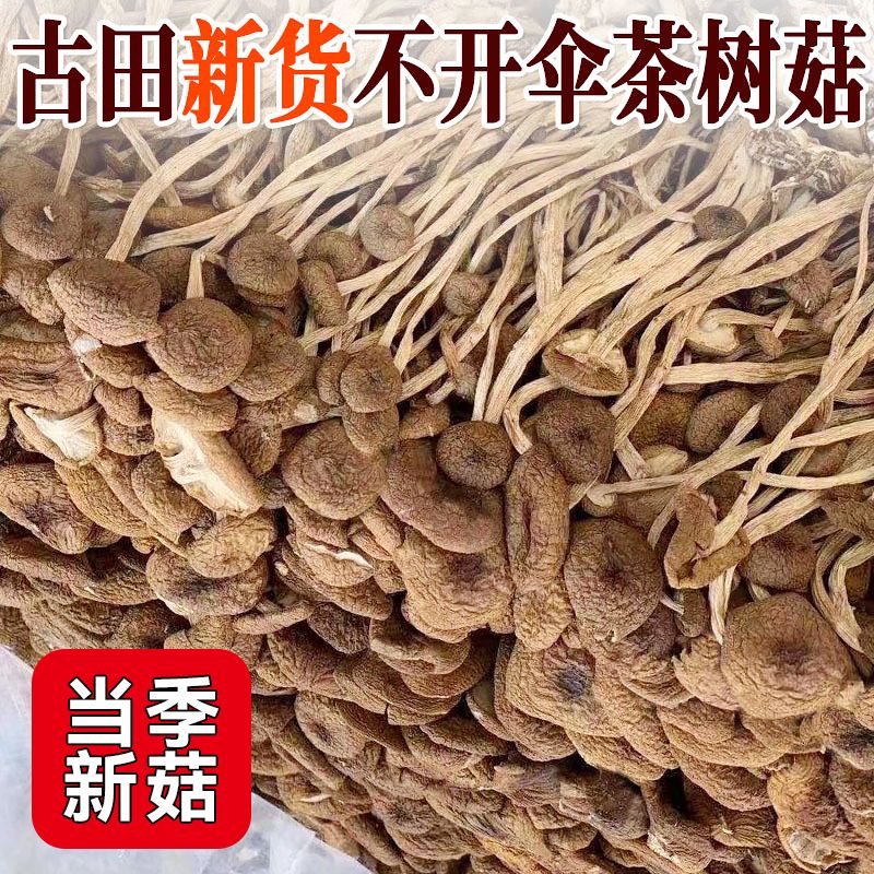 500g新鲜农家茶树菇干货不开伞茶薪菇250g非特级香菇蘑菇特产菌类