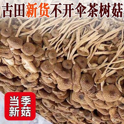 500g新鲜农家茶树菇干货不开伞茶薪菇250g非特级香菇蘑菇特产菌类