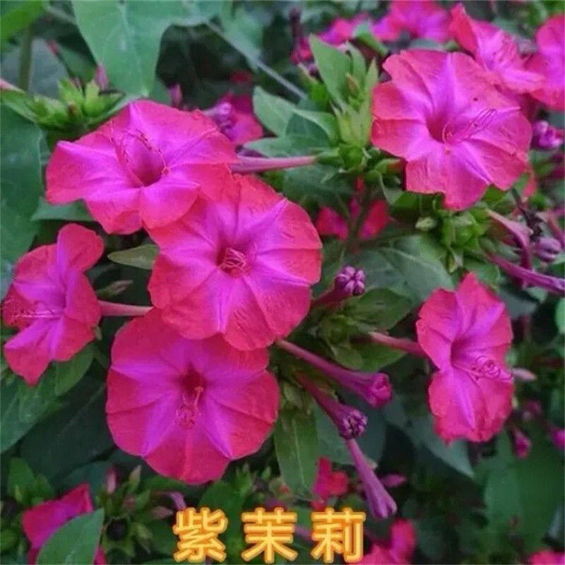 紫茉莉花种子夜来香驱蚊虫四季庭院阳台易种易活胭脂花