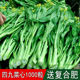 四季 花卉园艺蔬菜籽庭院阳台都可播种四九菜心种子菜薹