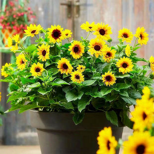 光辉岁月观赏矮向日葵种子四季盆栽向日葵子植物阳台蔬菜植物种籽