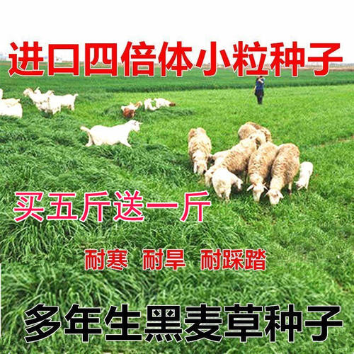 黑麦草种子多年生牧草种子四倍小颗粒四季高产耐旱牛羊鸡鸭鹅
