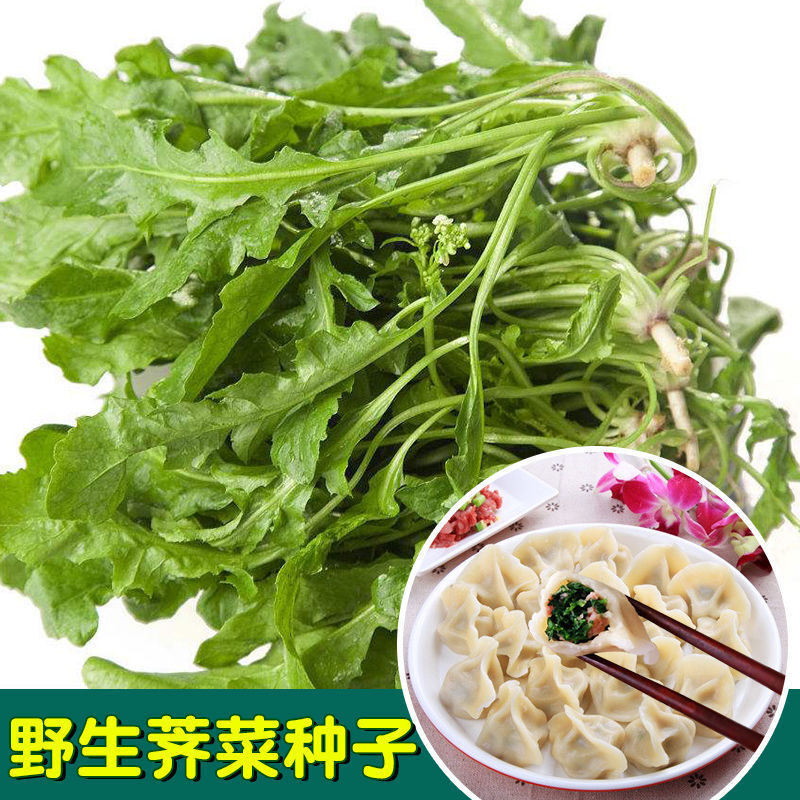 野生荠荠菜种子野菜荠菜清香鲜嫩阳台四季播盆栽特色香葱蔬菜种子