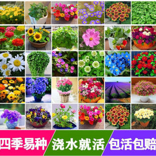 花种子四季易活易种大全室内外盆栽南方北方庭院道路花籽野花组合