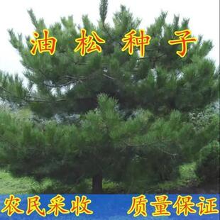 新采集 油松种子 油松种子 短叶松 短叶马尾松红皮松东北黑松