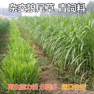牧草狼尾草杂交狼尾草高产牛羊猪吃的多次刈割禽畜牧草籽