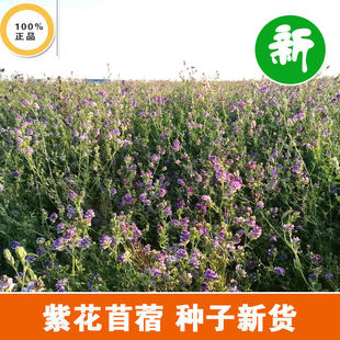 四季牧草种子紫花苜蓿种籽畜牧草种多年生养殖鸡鸭鹅猪牛羊鱼草种