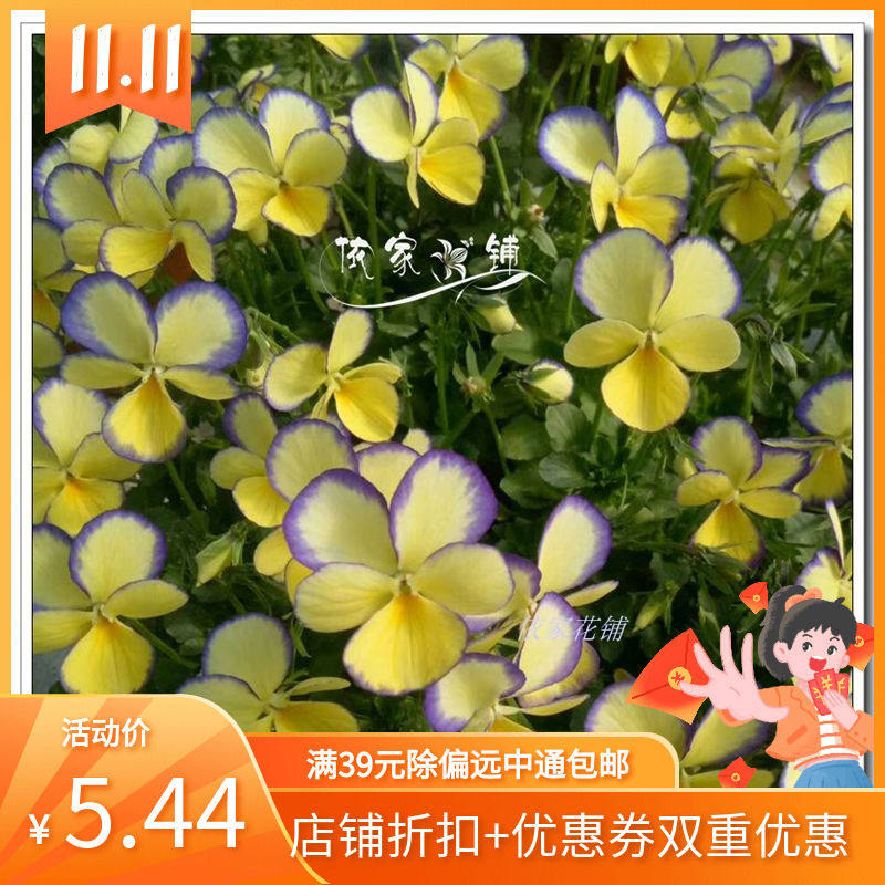 依家花铺*日本进口角堇花种子*冬春花期小兔子兔耳朵裸种五粒