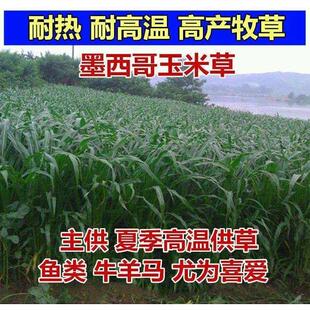 养殖草鱼牛羊四季草种籽喂养畜牧种子牧草草籽夏季饲料鱼草玉米草