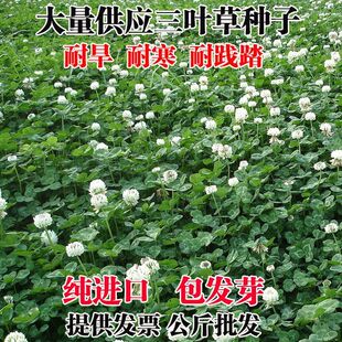优质红三叶草种子白三叶草种子四季多年生种籽果园林绿化阳台庭院