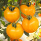 蔬菜种子瓜果种子甜橙番茄果皮果肉黄色 20粒