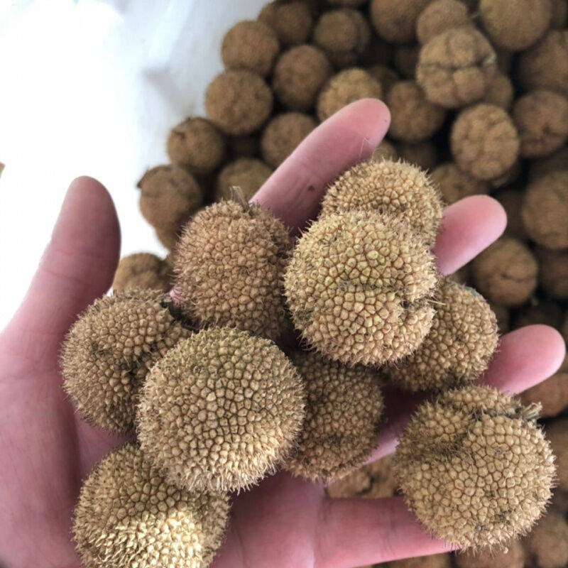 新采林木树种法国梧桐树种子三球悬铃木种子绿化专用树种