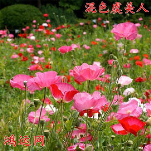 【1万粒】虞美人花种子四季种植花卉种子家庭室内阳台花草盆栽