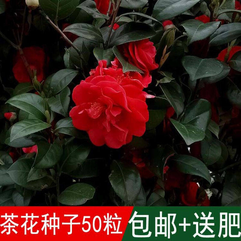 出售茶花种子别名山茶花适应性强花香四季可播耐寒耐冬