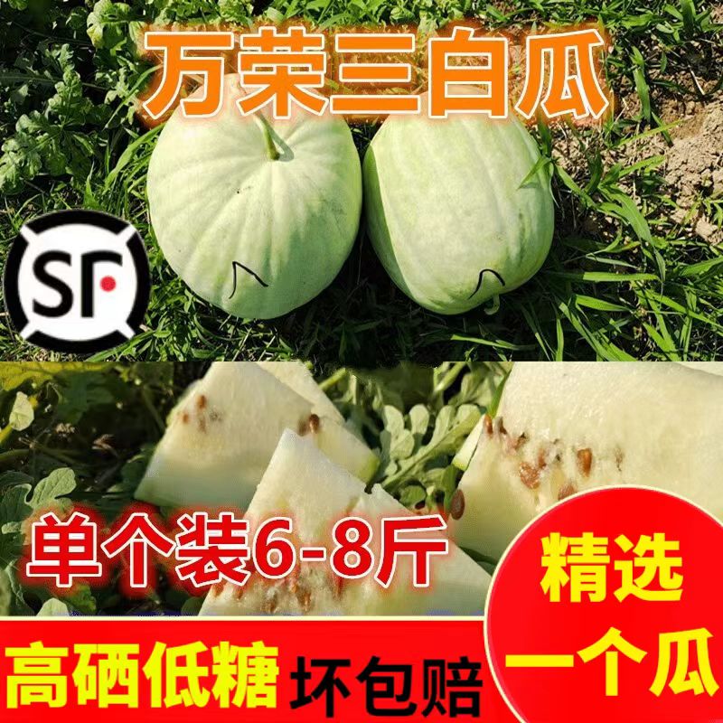 特产】山西万荣现货三白瓜新鲜时令低糖水果整个白皮白瓤白肉西瓜