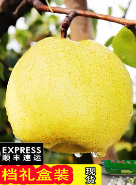 山西正宗酥梨礼盒水果新鲜10斤老树薄皮爆汁suli甜梨子整箱蜜梨包