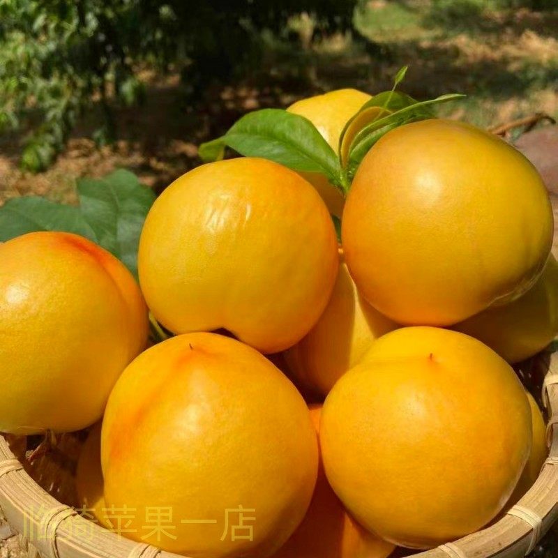 芒芒桃黄金蜜山西运城现摘当季