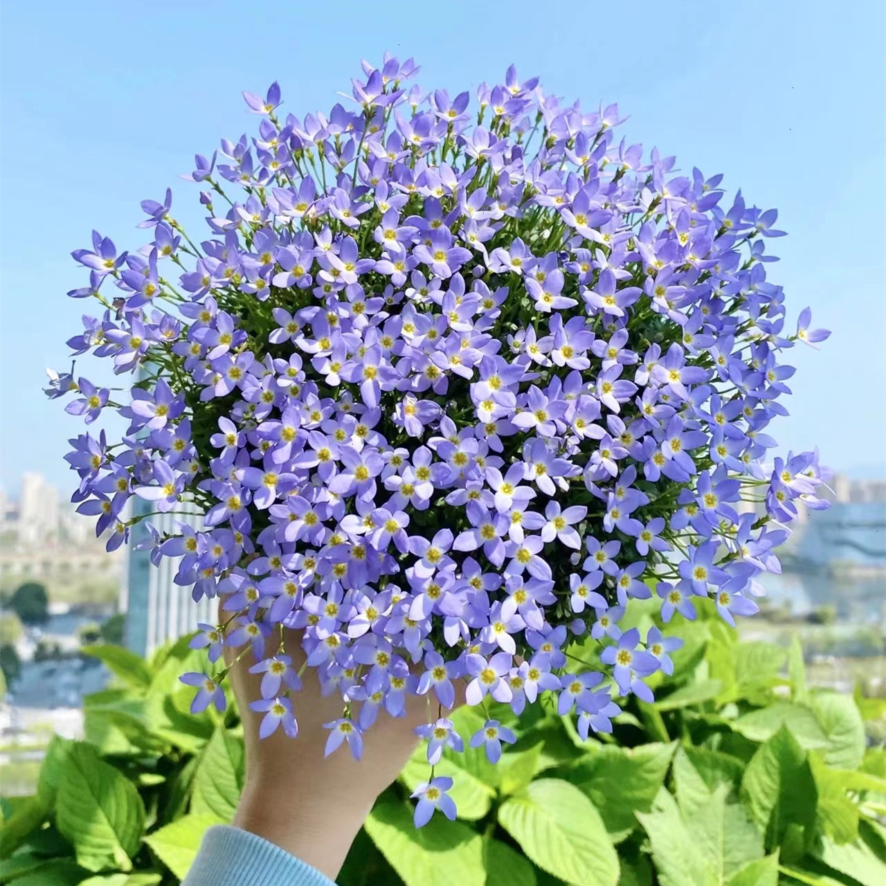 北美虎耳草草本花卉阳台花园