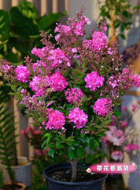紫薇花盆栽室内外花卉好养开花植物四季观花树苗阳台庭院好养绿植
