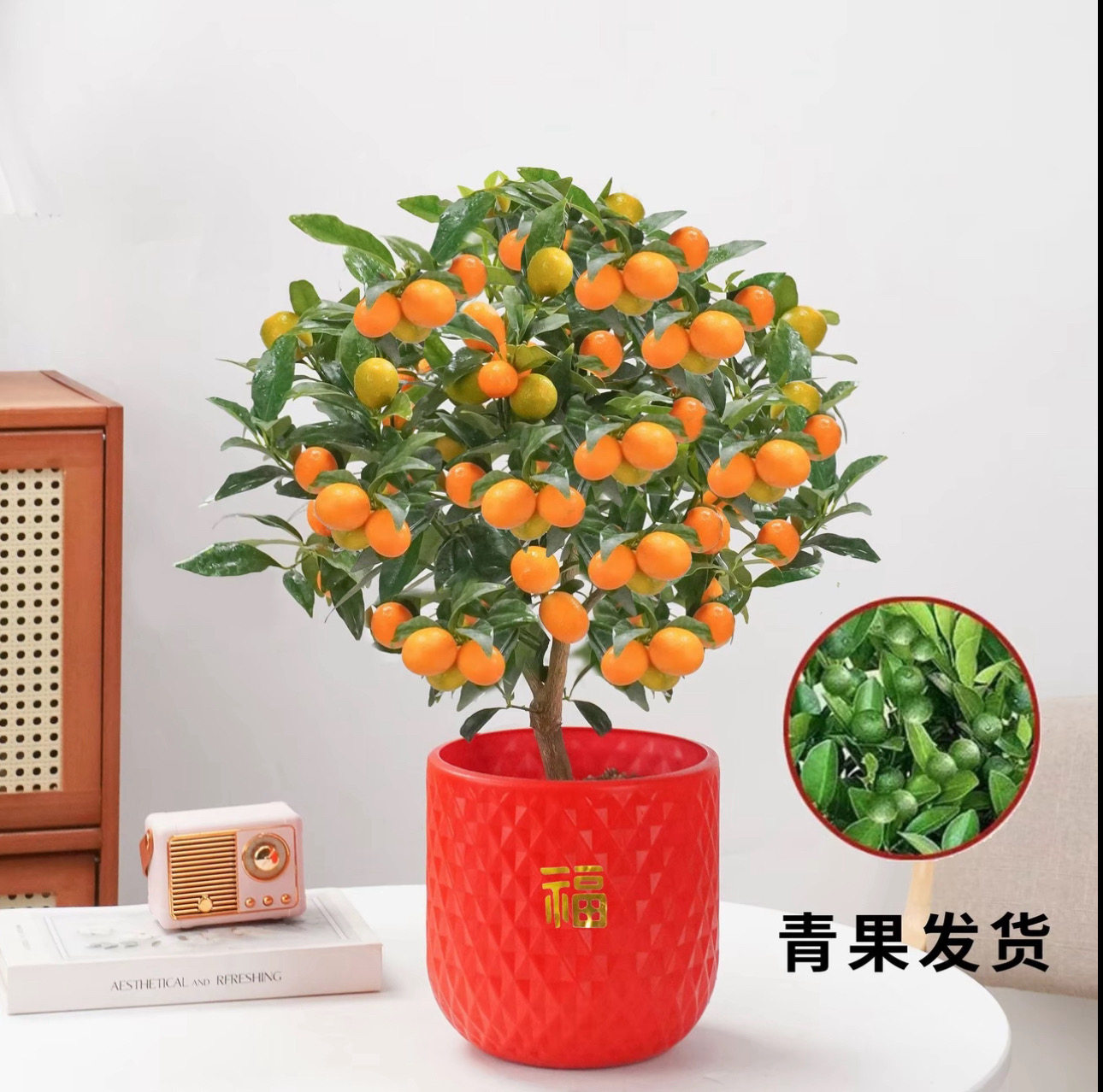 【带青果】四季盆栽带果招财植物脆皮发货室内盆景种植阳台南北方,鲜花速递/花卉仿真/绿植园艺,绿植,淘宝优惠券,粉丝福利购,淘宝优惠卷