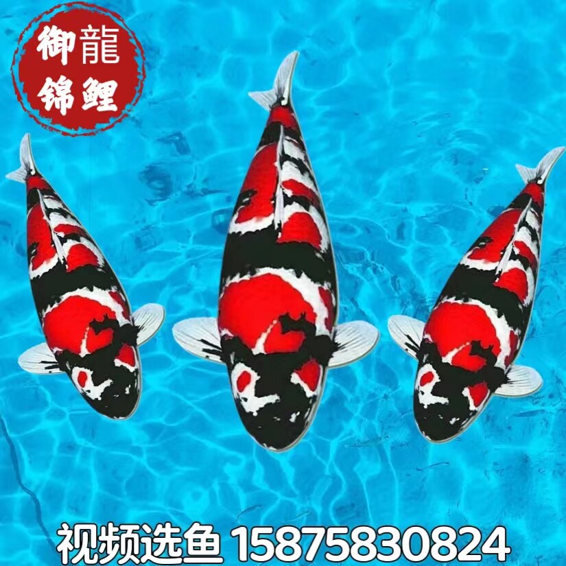 日本进口纯种锦鲤鱼精品昭和三色丹顶大正冷水淡水好养耐活观赏鱼
