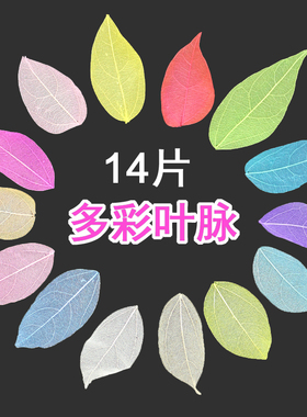 金刚叶脉DIY干花标本材料网店拍照道具书签贺卡押花画滴胶填充物