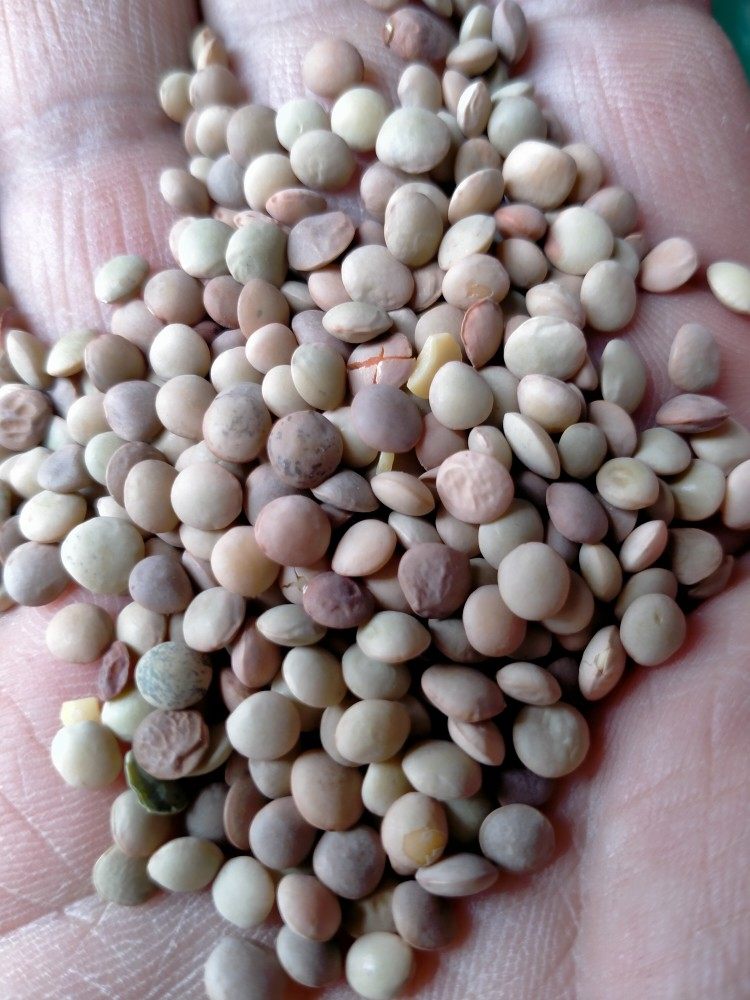 甘肃特产小扁豆农家山地绿扁豆子五谷杂粮粗粮兵豆3斤