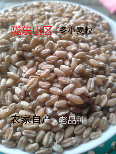 甘肃小麦粒农家自产麦子颗粒老品种冬小麦粮食发芽麦苗麦草汁5斤