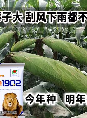 抗病抗旱耐涝脱水快玉米种子 国审东单1902超高产红轴大棒