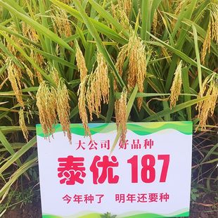泰优187国审高产杂交水稻种子大全籼稻四川稻谷长粒香谷种