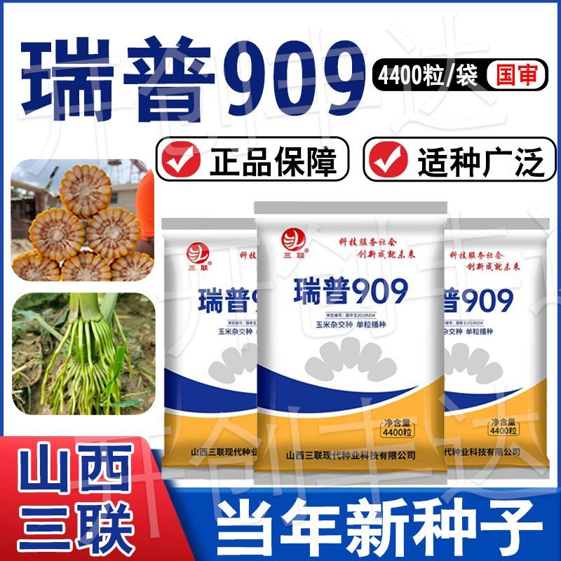 国审瑞普909玉米种子矮杆大棒抗病防锈病抗倒正品原种
