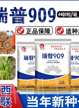 国审瑞普909玉米种子矮杆大棒抗病防锈病抗倒正品原种