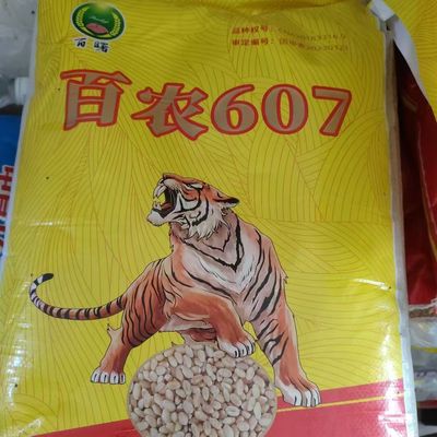 百农607超高产小麦种子矮杆早熟大穗小麦批发大全原装散装