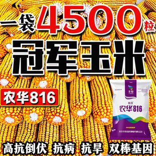 农华816原装玉米种子高产双胞胎矮杆南北方抗旱涝大棒国审农科院