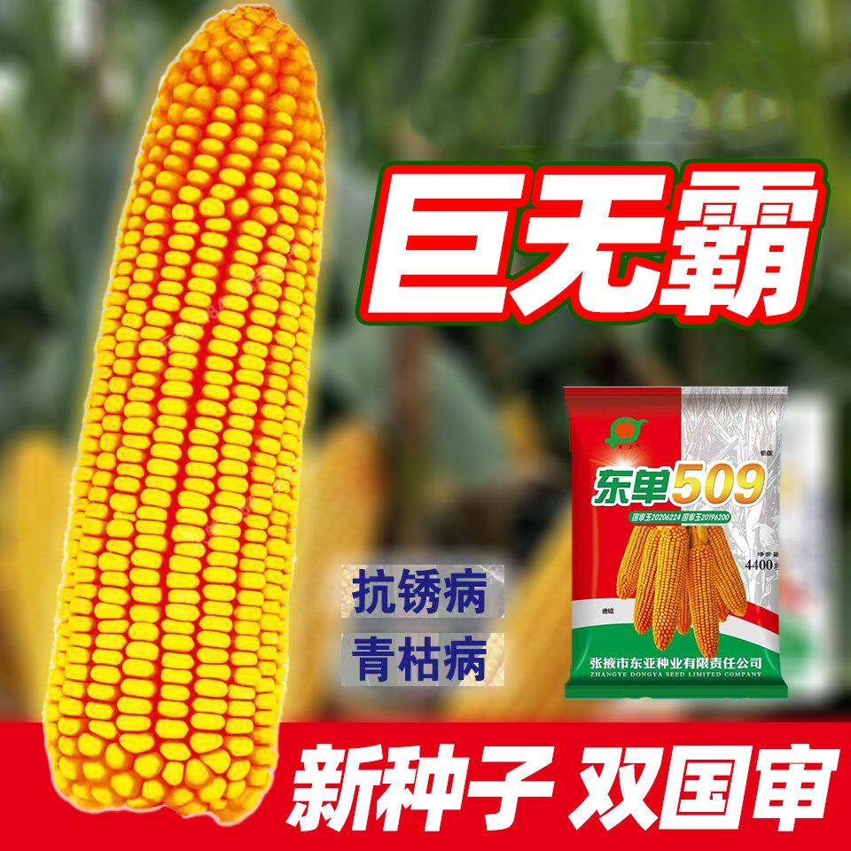 正品东单509玉米种子双国审矮杆特大棒优质玉米紫杆紫根抗倒抗病