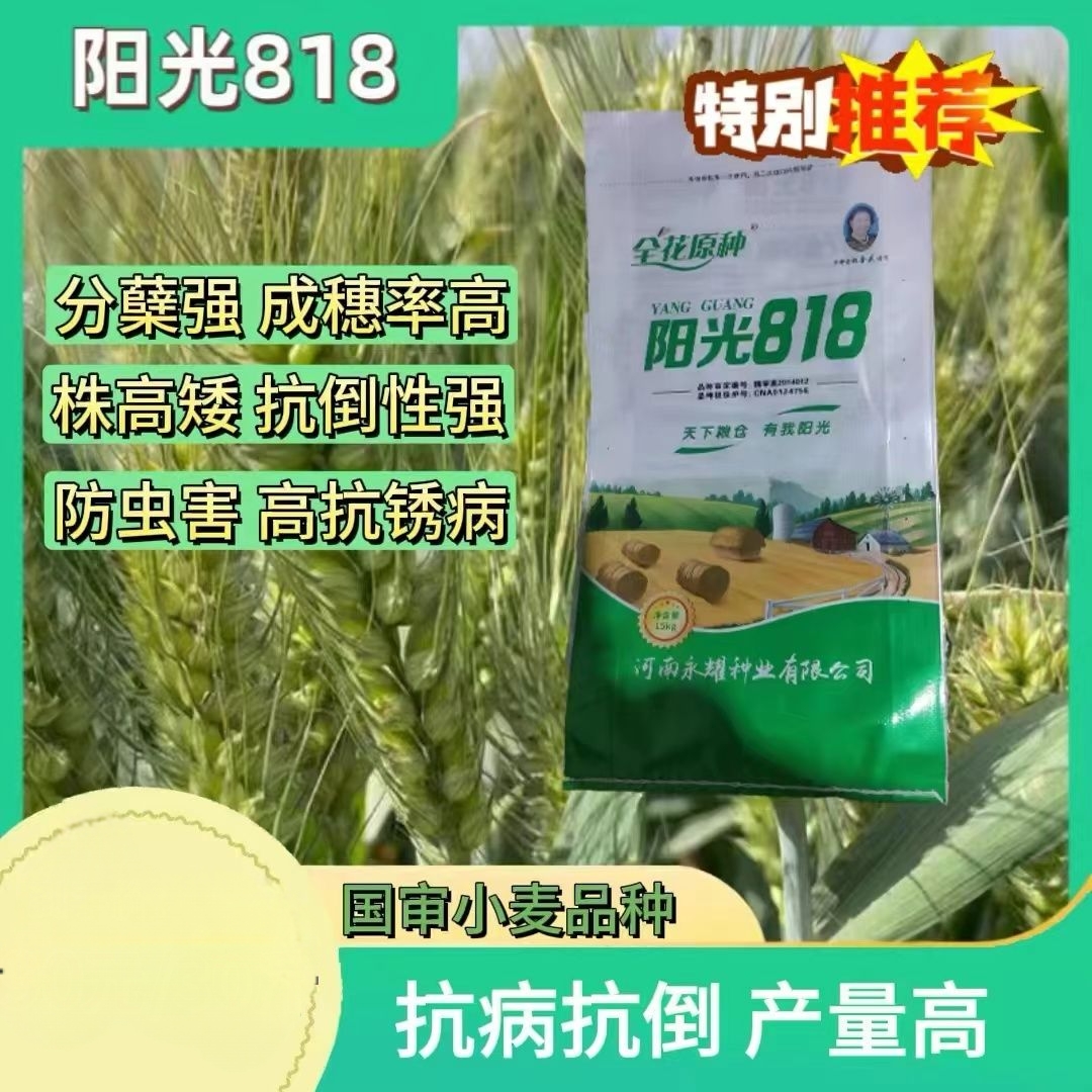 国审小麦阳光818超矮大头高产稳产抗冻抗倒伏抗病能力强30斤装