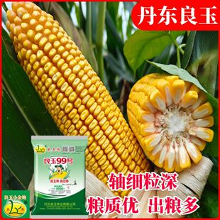 良玉炮丹东良玉99玉米种子原装正宗耐旱高抗高产玉米种子[预售]