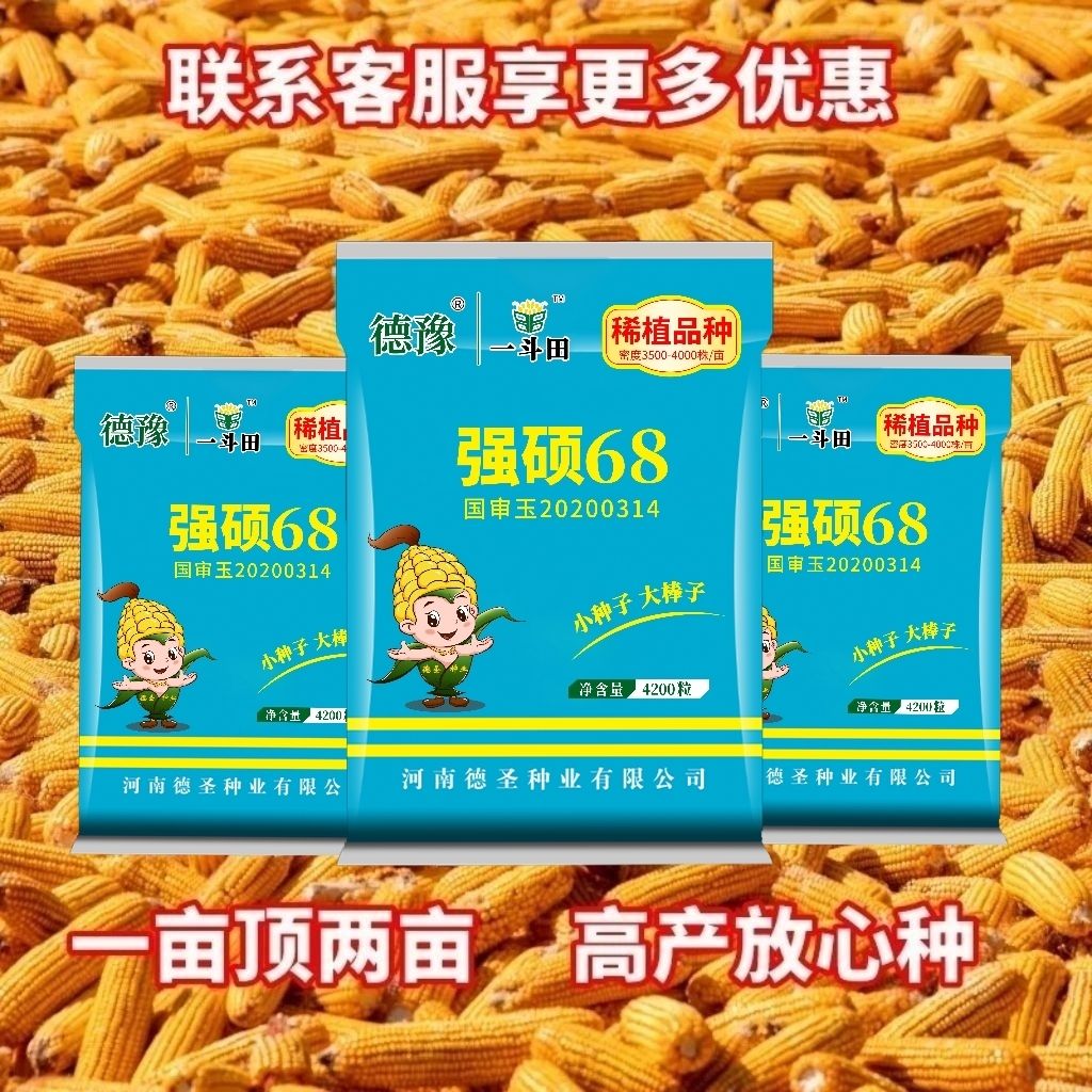原装高产强硕68玉米种子耐涝耐盐碱抗旱先锋特大苞谷