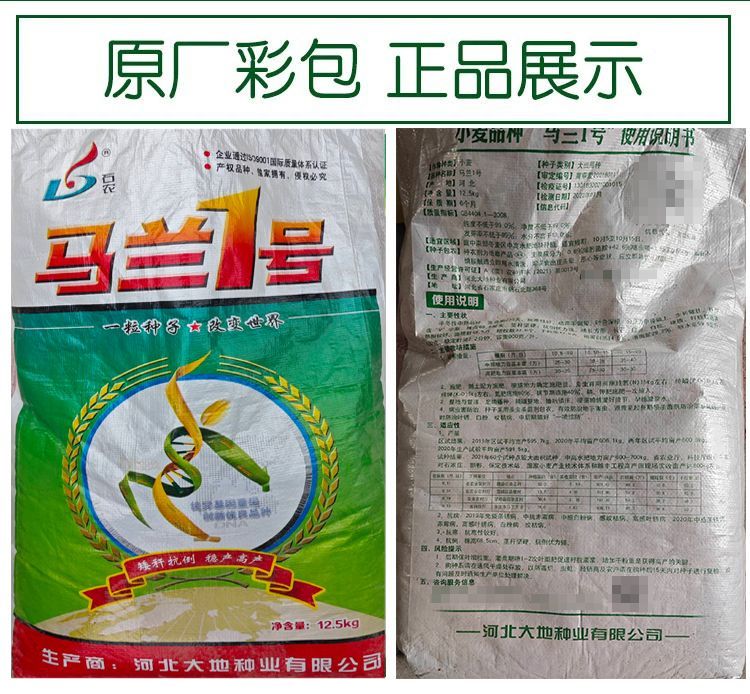 高产小麦种子马兰一号新品种农科院育种矮杆抗倒耐寒抗病耐寒