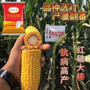 登海3206 高产优质玉米种子矮杆大棒黄淮海玉米抗虫抗病活杆成熟