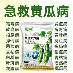 急救黄瓜黄叶病黄瓜大力菌靶斑病灰霉病角斑病斑点病霜霉病专用菌