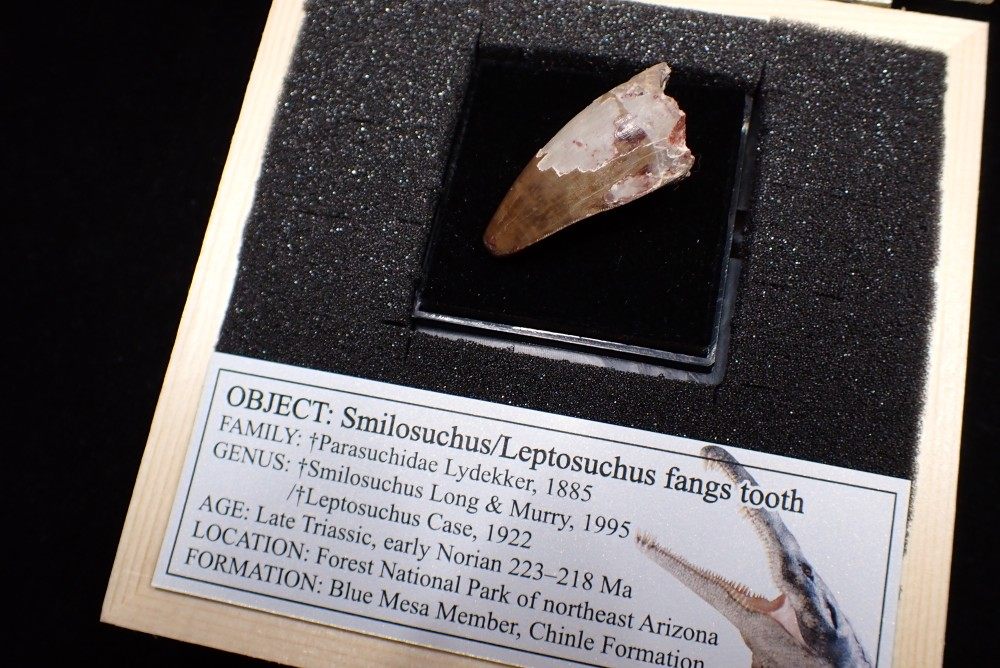 美国晚三叠纪最大植龙凿齿鳄尖齿fangs牙齿3.6厘米