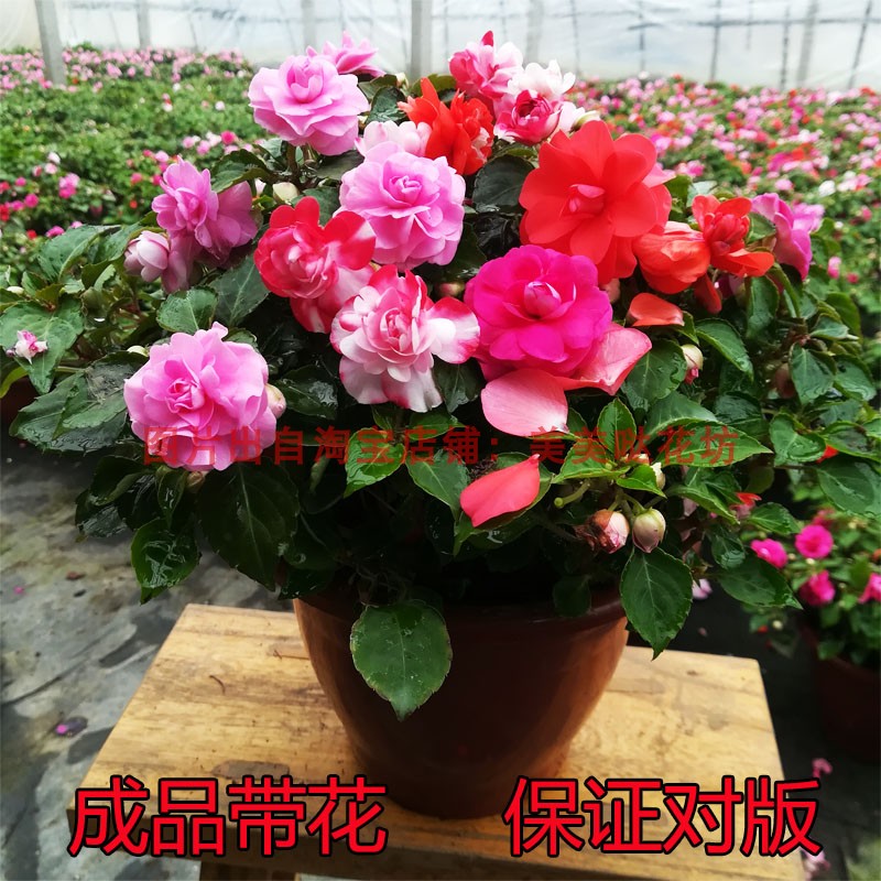 重瓣凤仙花盆栽带花发货水梅花四季开花不断观花植物阳台客厅窗台 鲜花速递/花卉仿真/绿植园艺 时令草本花卉 原图主图