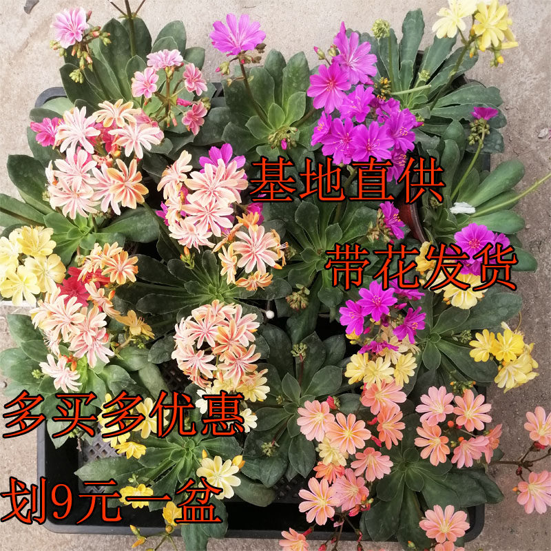 露微花盆栽带花发货琉苇草花苗四季开花观花植物庭院阳台窗台客厅